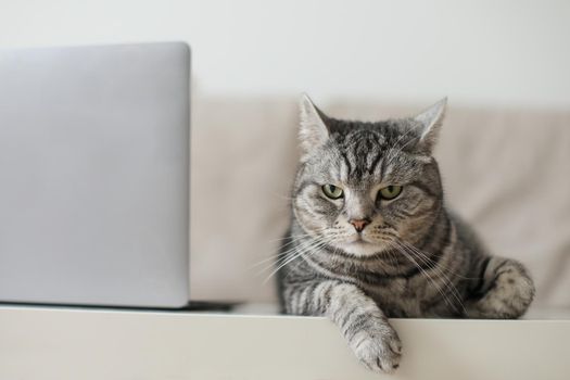 Adorable silver tabby shorthair cat lying, relaxing and sleeping in living room at home.