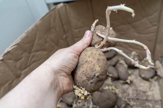 sprouted potato tubers in hand close-up, improper storage of vegetables