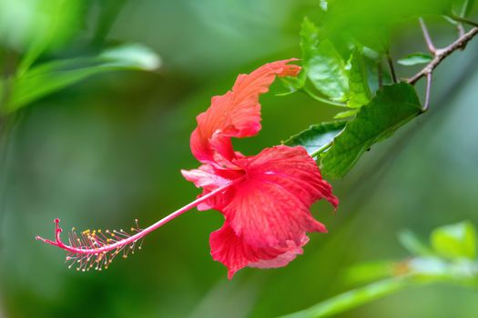 Very pretty red Hibiscus flower with shallow focus, blurry green background and space for text, Quepos, Costa Rica
