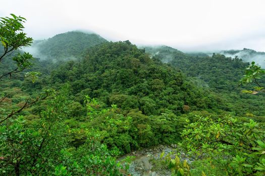 Jungle landscape. Rain forest in Tapanti national park, traditional misty cloudy weather. Green natural background. Costa Rica wilderness