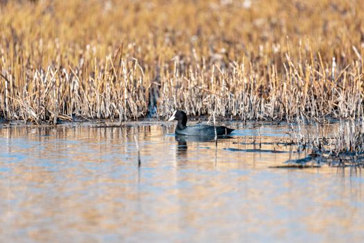 water bird Eurasian coot, Fulica atra feeding in reeds on pond. Czech Republic, Europe Wildlife