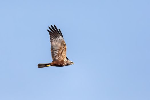 Marsh Harrier, Circus aeruginosus, Birds of prey landing on the blue sky. Czech Republic, Europe Wildlife