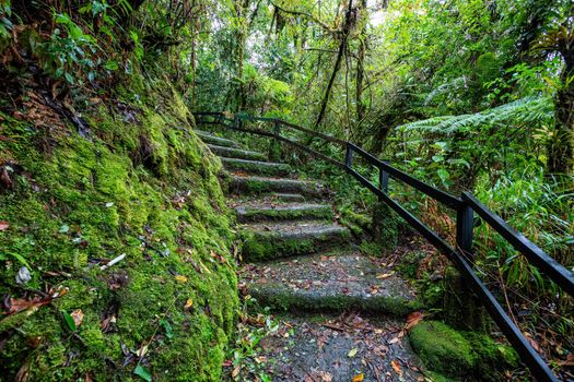 Tourist trail for hiking with stone stairs in rainforest in Tapanti national park, misty cloudy weather. Green natural background. Costa Rica wilderness