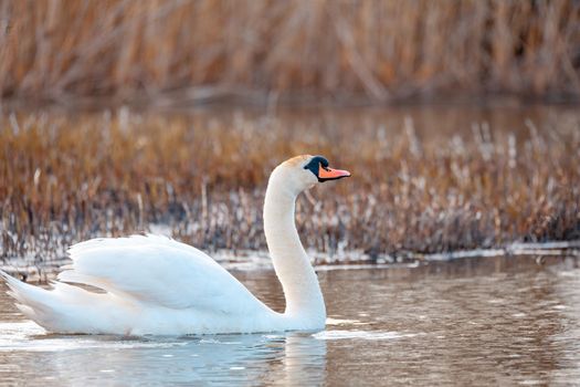 Wild bird mute swan male (Cygnus olor) swim in spring on pond, Czech Republic Europe wildlife