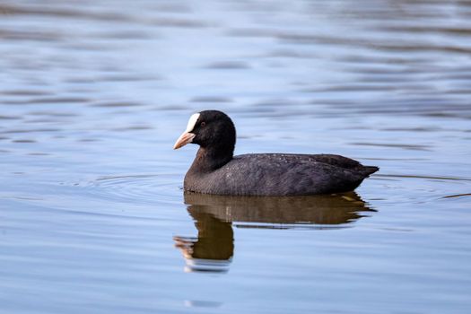 water bird Eurasian coot, Fulica atra on pond. Czech Republic, Europe Wildlife