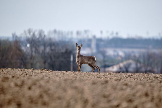 European roe deer (Capreolus capreolus), on the horizon in the background houses and village. Czech Republic europe wildlife