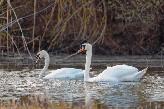 Wild bird mute swan couple (Cygnus olor) swim in spring on pond, Czech Republic Europe wildlife