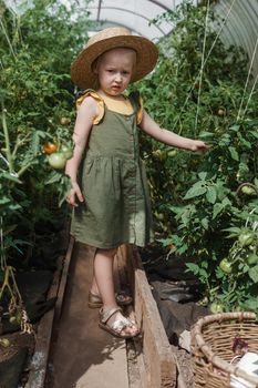 A little girl in a straw hat is picking tomatoes in a greenhouse. Harvest concept.