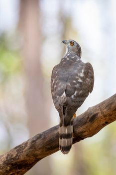 Image of Shikra Bird (Accipiter badius) on a tree branch on nature background. Animals.