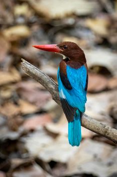 Image of White-throated Kingfisher on a tree branch on nature background. Bird. Animals.