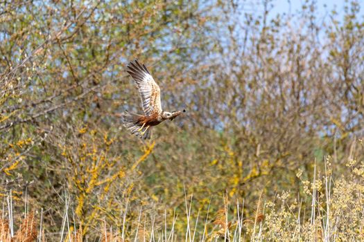 Marsh Harrier, Circus aeruginosus, Birds of prey nesting in spring near pond. Czech Republic, Europe Wildlife