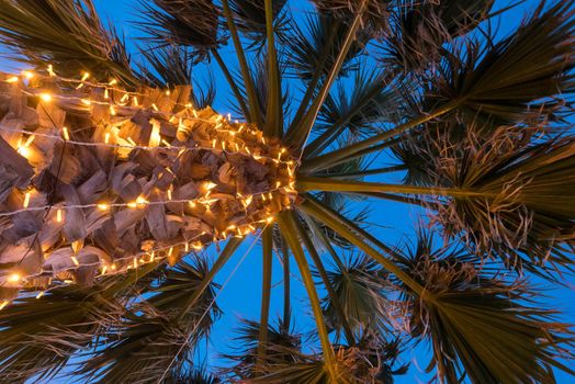 Branches of palm tree under blue sky. Tree trunk full of lights.