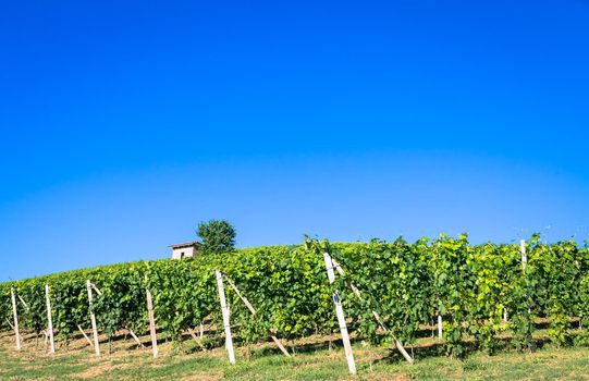 Piedmont hills in Italy, Monferrato area. Scenic countryside during summer season with vineyard field. Wonderful blue sky in background.