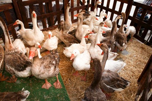 Herd of Geese at the Gastronomic and Traditional Market of Finestrat, Alicante, Spain