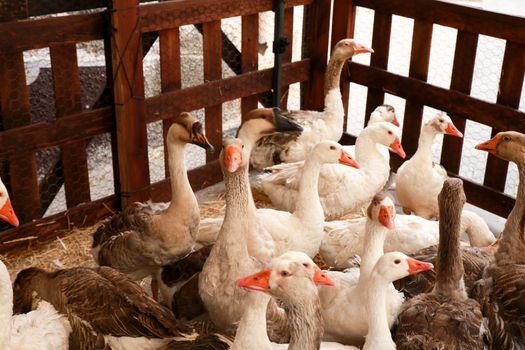 Herd of Geese at the Gastronomic and Traditional Market of Finestrat, Alicante, Spain