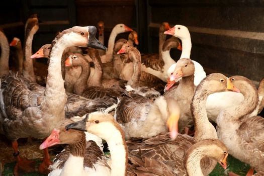 Herd of Geese at the Gastronomic and Traditional Market of Finestrat, Alicante, Spain