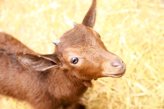 Little brown goat at the Traditional market of Finestrat, Spain