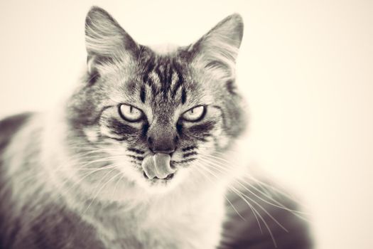 Ice cold domestic cat's look. Domestic cat on white background.