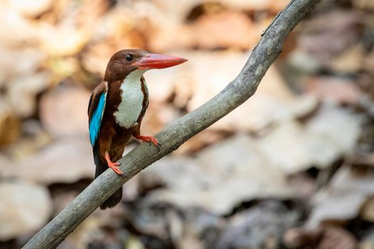 Image of White-throated Kingfisher on a tree branch on nature background. Bird. Animals.