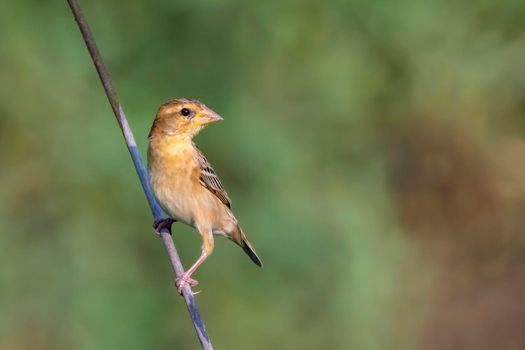 Image of male baya weaver nesting on nature background. Bird. Animals.