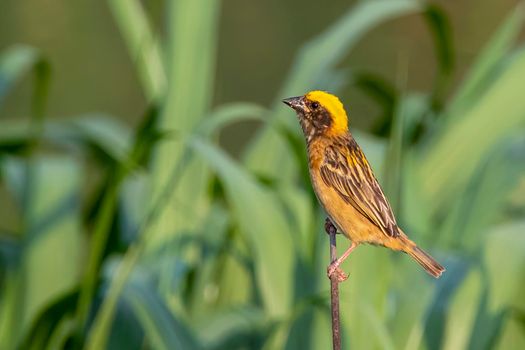 Image of male baya weaver nesting on nature background. Bird. Animals.