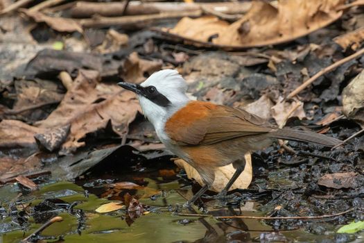 Image of White-crested Laughingthrush Bird on nature background. Animals.