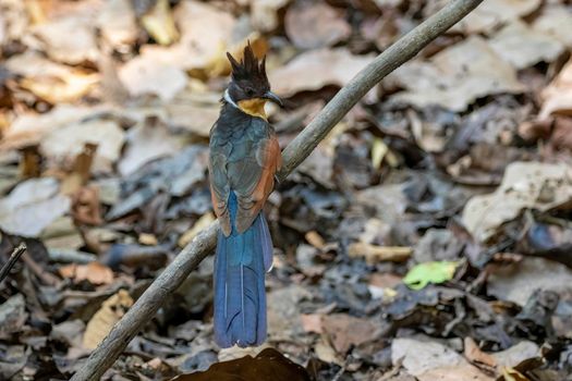 Image of Chestnut winged cuckoo on a tree branch on nature background. Bird. Animals.