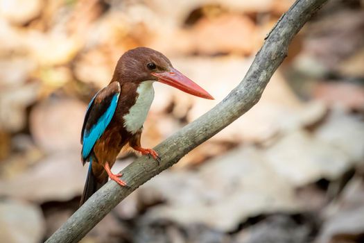 Image of White-throated Kingfisher on a tree branch on nature background. Bird. Animals.