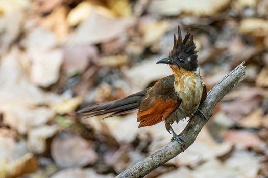 Image of Chestnut winged cuckoo on a tree branch on nature background. Bird. Animals.