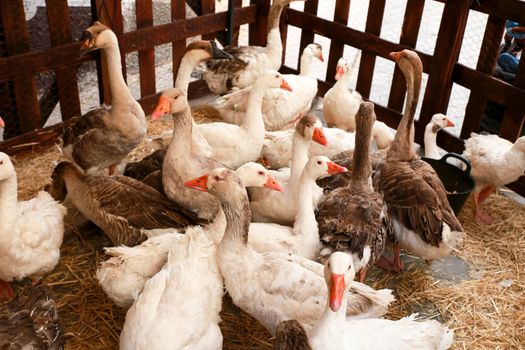 Herd of Geese at the Gastronomic and Traditional Market of Finestrat, Alicante, Spain