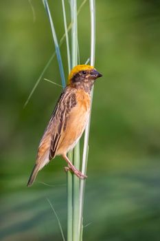 Image of male baya weaver nesting on nature background. Bird. Animals.