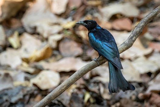 Image of Hair crested drongo bird on a tree branch on nature background. Animals.