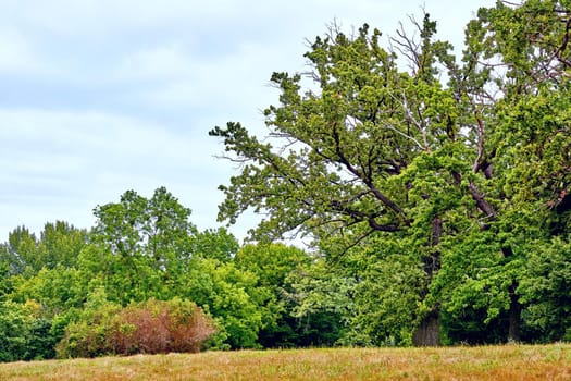 a large area covered chiefly with trees and undergrowth. Thick forest on a mountain slope on a warm day.