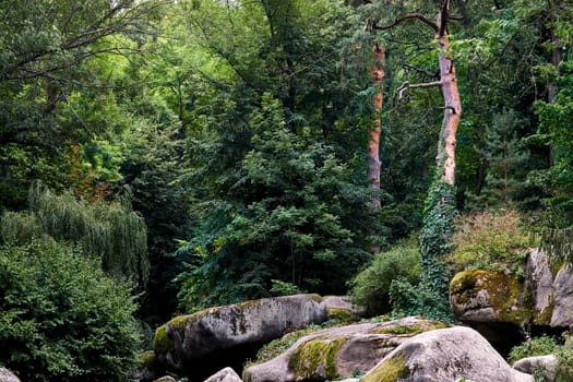 a large area covered chiefly with trees and undergrowth. Thick forest on a mountain slope on a warm day.