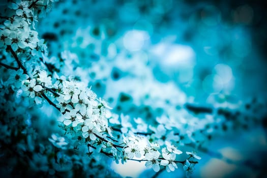 Cherry blossoms over blurred nature background. Spring flowers. Spring Background with bokeh.