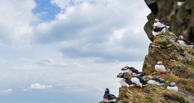 Puffins on top of the rock near the ocean, windy day