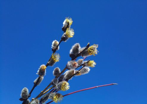 A flowering willow twig against the blue sky. Easter Concept