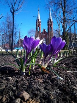 Crocuses blooming in the park against the background of the Church of the Sacred Heart of Jesus. Rybinsk,Russia.