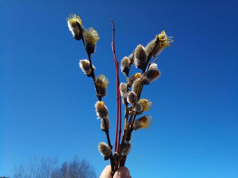 A twig of a flowering willow on a blue sky background. Easter concept.