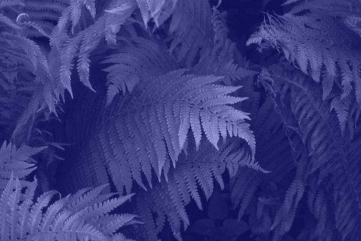 Very Peri beautiful view of fern plant in monochrome color. Forest very peri colored fern plants. Trendy color 2022.