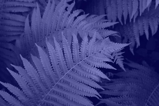 Very Peri beautiful view of fern plant in monochrome color. Forest very peri colored fern plants. Trendy color 2022.