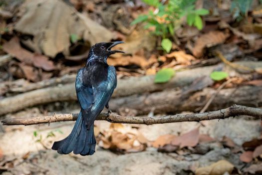 Image of Hair crested drongo bird on a tree branch on nature background. Animals.