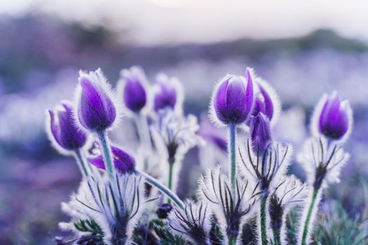 Dream-the beautiful grass Pulsatilla patens blooms in the spring in the mountains. The golden hue of the setting sun. Atmospheric spring background.