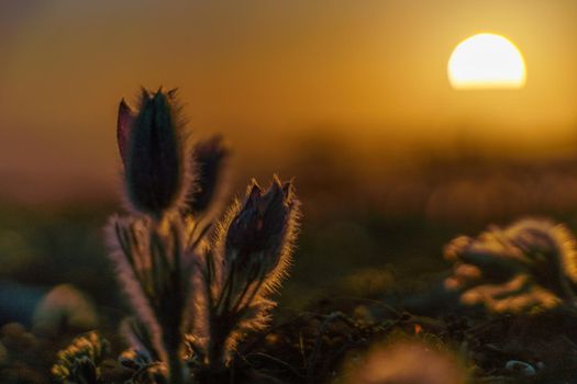 Dream-the beautiful grass Pulsatilla patens blooms in the spring in the mountains. The golden hue of the setting sun. Atmospheric spring background.