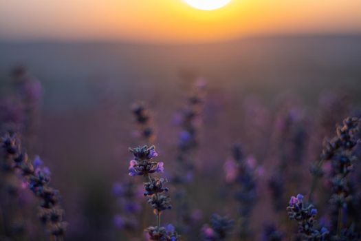 Beautiful sunset in the lavender fields.