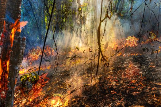 Forest fire disaster is burning caused by human