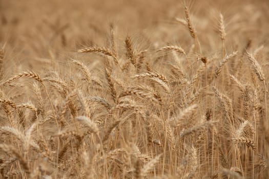 Dry yellow wheat in the field ready for harvest