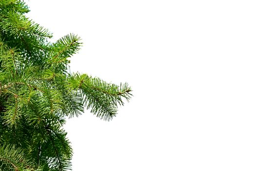 a part of a tree which grows out from the trunk or from a bough. Christmas tree branch isolated with cones.