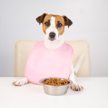 Dog jack russell terrier at the dinner table in a pink bib