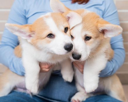 Caucasian woman holding two cute pembroke corgi puppies